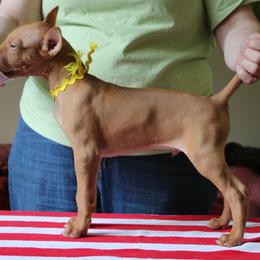 Pharaoh Hound Puppies from CharmedWons Pharaoh Hounds