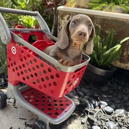 Bailey - Fawn (isabella) and cream female Dachshund puppy in Atwater, California from Jes & 3 weens