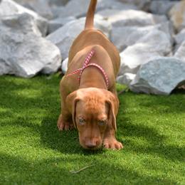 Mr Red - Golden rust male Vizsla puppy in Lexington, Kentucky from Summit Vizsla (we can deliver to you)
