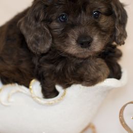 Aussiedoodles, Cockapoos, and Goldendoodles from West Coast Doodles