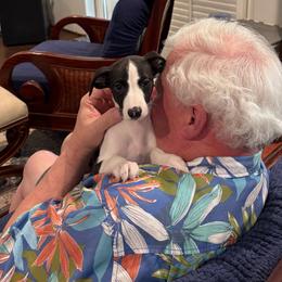 Baxter - White and black male Whippet puppy in Indian Harbour Beach, Florida from PyneTree Whippets