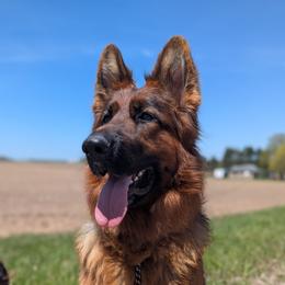 Pansy - Black and red female German Shepherd puppy in Kingsley, Michigan from Legacy German Shepherds
