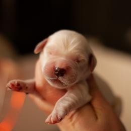 Shamrock (4th Pick Male Spot) - Golden male Golden Retriever puppy in Paoli, Indiana from Rose n’ Thistle Farm