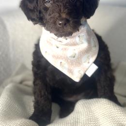 Angel - Chocolate female Assorted Doodle Crosses puppy in West Monroe, Louisiana from Southern Haven Doodles