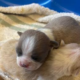 Blue female - Blue female Boston Terrier puppy in Mc Donough, Georgia from Ballard Boston Terriers