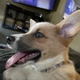 Pembroke Welsh Corgi Puppies from Gotta Chase Em All Corgis