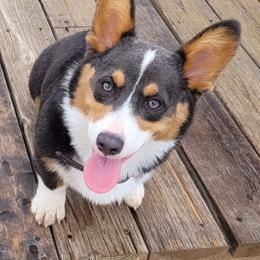 Aussiedoodles, Miniature Australian Shepherds, and Pembroke Welsh Corgis from The Hoppers Back 40