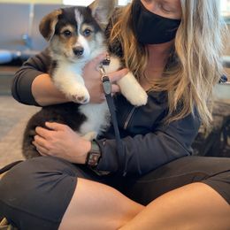 Pembroke Welsh Corgi Puppies from Cadenza Corgis