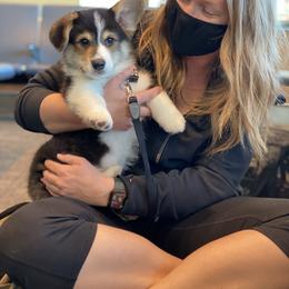Pembroke Welsh Corgi Puppies from Cadenza Corgis