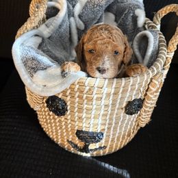 Poodle Puppies from Tyndaleia Watson