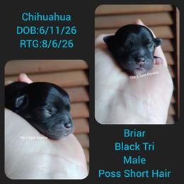 Briar - Black and tan male Chihuahua puppy in Dandridge, Tennessee from The Z Spot Exotics