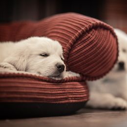 Cavalier King Charles Spaniel and Golden Retriever Puppies from Tsarevich Goldens and Cavaliers