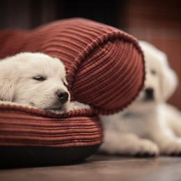 Cavalier King Charles Spaniel and Golden Retriever Puppies from Tsarevich Goldens and Cavaliers