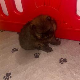 Rusty - Red male Pomeranian puppy in Tucson, Arizona from Pomutopia