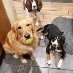 Entlebucher Mountain Dog Puppies from Feather Farm's Entles