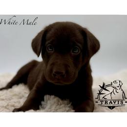 White - Chocolate male Labrador Retriever puppy in San Diego County, California from Travis’ Chocolate Labradors