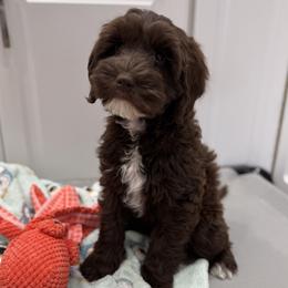 Bo Peep - Chocolate female Australian Labradoodle puppy in Rhode Island from Highland Beach Labradoodles