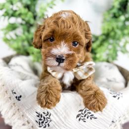 Hockey- tan collar boy - Red male Cavapoo puppy in Melbourne, Florida from Space Coast Doodle Co.