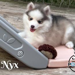 Nyx - Blue female Pomsky puppy in Eastman, Georgia from Once Upon A Pomsky