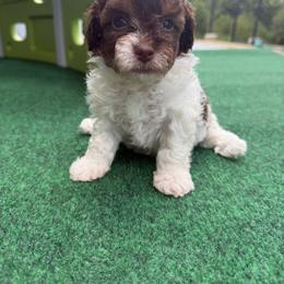 Tommy - Chocolate and white male Havapoo puppy in Natural Bridge, Virginia from Rockbridge Puppies