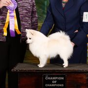 American Eskimo Dogs from Shalom American Eskimos
