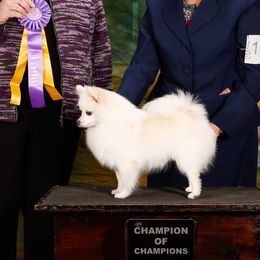 American Eskimo Dogs from Shalom American Eskimos
