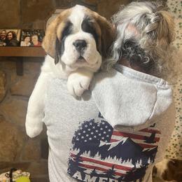 Saint Bernard Puppies from St Bernard Kingdom, LLC