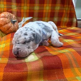 Charlie - Merle male Great Dane puppy in Corsica, Pennsylvania from Ferguson Family Danes LLC