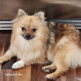 Petunia - Pomeranian