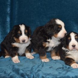 Bernese Mountain Dog Puppies from Brookwood Bernese Mountain Dogs
