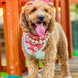 Goldendoodles from Little Retrievers