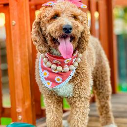 Goldendoodles from Little Retrievers
