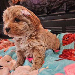 Cavapoo, Cockapoo, Goldendoodle, and Maltipoo Puppies from Perdue Puppies