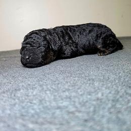 Rocket - Phantom male Poodle puppy in Plainfield, New Jersey from Caris Paws Poodles and Labradoodles