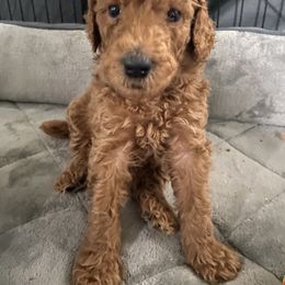 Poodle Puppies from Aschenputtel Poodles