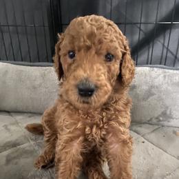 Poodle Puppies from Aschenputtel Poodles