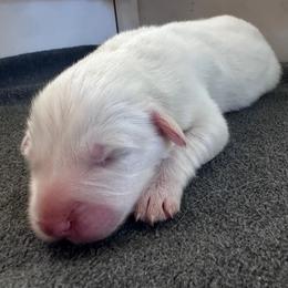 Carrie - White female Great Pyrenees puppy in Murfreesboro, Tennessee from Storybook Tails Farm