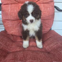 Sparrow - Red tri-color female Miniature American Shepherd puppy in Griswold, Connecticut from Flatrock Kennels of CT