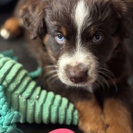 Talladega - Red tri male Miniature Australian Shepherd puppy in Paris, Texas from Blue Envy Mini Aussies