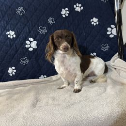 Sophie - Dachshund