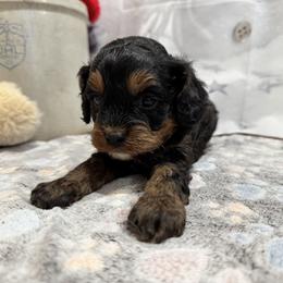 Caleb - Tri-color male Cavapoo puppy in Lebanon, Missouri from Perkins Pups