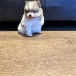 Chihuahua and Pomeranian Puppies from Cheyenne’s Pups