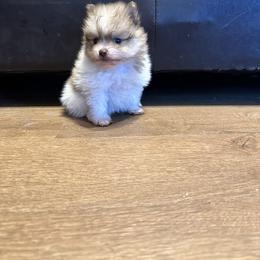Chihuahua and Pomeranian Puppies from Cheyenne’s Pups