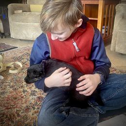 German Shepherd Puppies from Ransomshire Shepherds