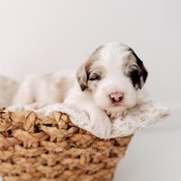 Billie Jean - Merle female Goldendoodle puppy in Syracuse, Indiana from The Doodle Cove