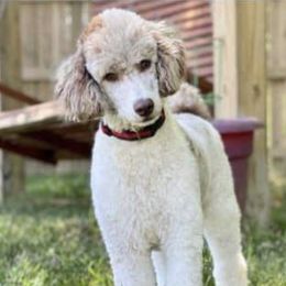 Jasper - Poodle