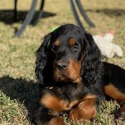Gordon Setters from Echoglen Gordon Setters