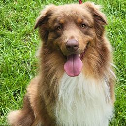 Walker - Australian Shepherd