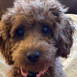 Poodles from Little Gall Reds
