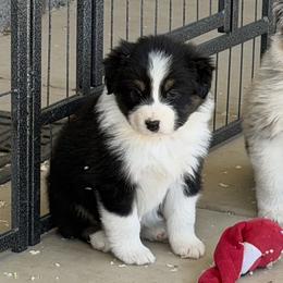 Girl 3  BTB1 - Black tri-color female Australian Shepherd puppy in Phoenix, Arizona from Heartfire Aussies